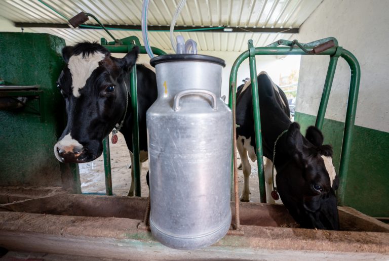 Cows eating in a milking station at a dairy farm