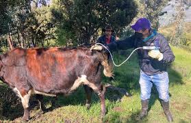 Las Chivas del Llano