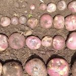 Potatopro